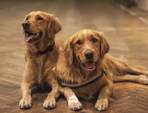 The Best Flooring Options for Pets and Families in Dorset