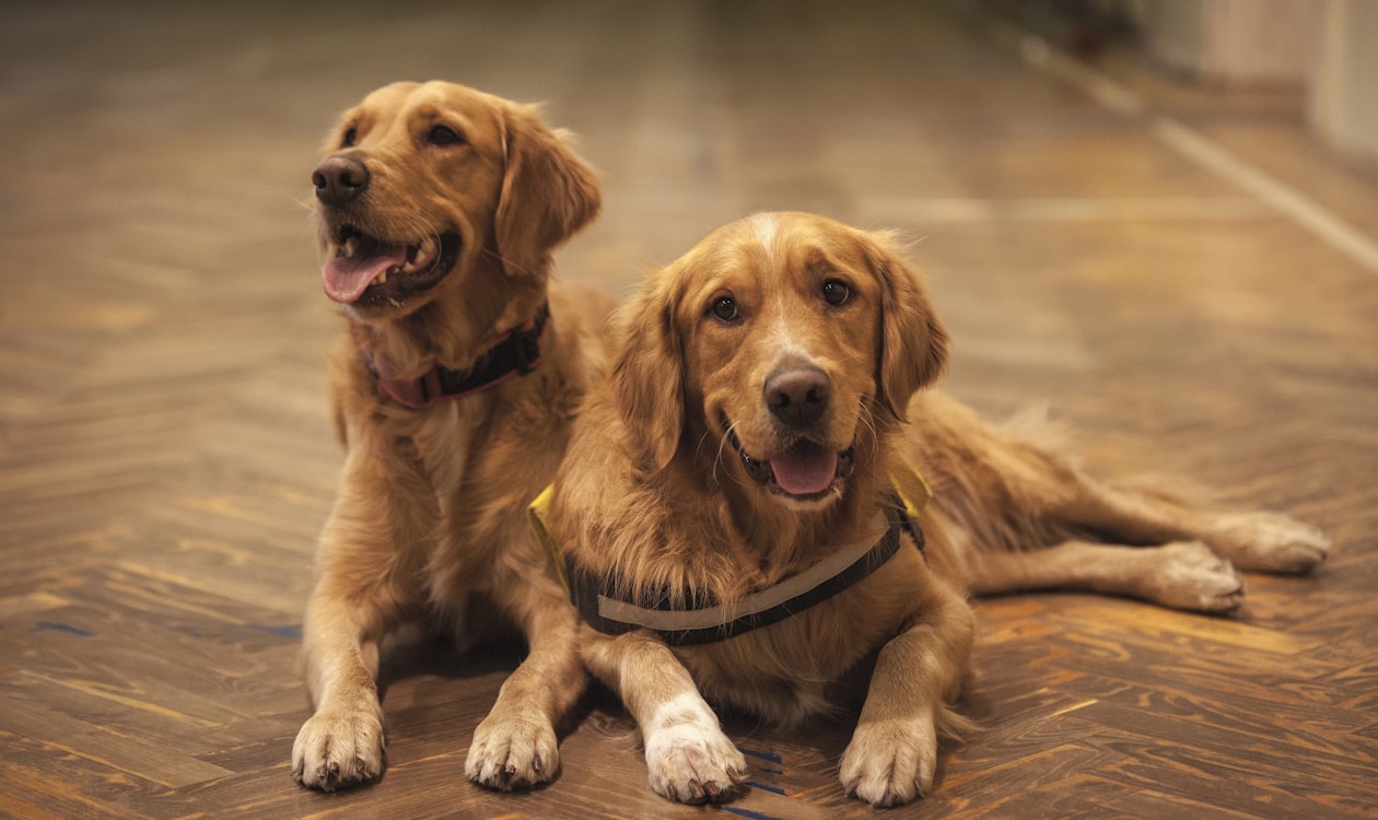 dogs on hardwood flooring in a dorset home